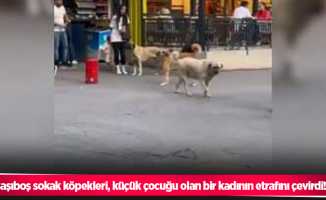 Başıboş sokak köpekleri, küçük çocuğu olan bir kadının etrafını çevirdi!