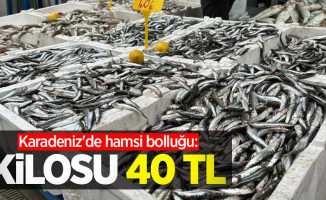 Karadeniz'de hamsi bolluğu: Kilosu 40 TL