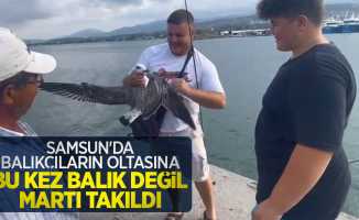 Samsun'da balıkçıların oltasına bu kez balık değil martı takıldı