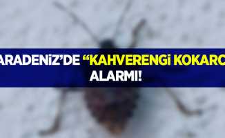 Karadeniz'de "Kahverengi Kokarca" alarmı