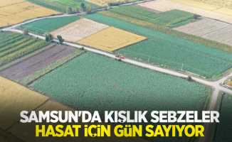 Samsun'da kışlık sebzeler hasat için gün sayıyor
