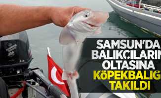 Samsun’da balıkçıların oltasına köpekbalığı takıldı