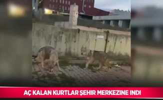 Aç kalan kurtlar İstanbul’da şehir merkezine indi