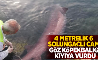 4 Metrelik 6 solungaçlı cam göz köpekbalığı kıyıya vurdu