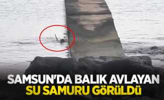 Samsun'da balık avlayan su samuru görüldü