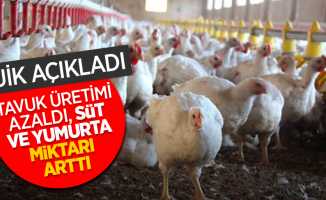 TUİK açıkladı tavuk üretimi azaldı, süt ve yumurta miktarı azaldı