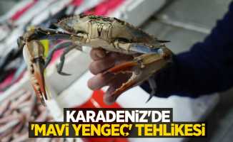 Karadeniz'de 'mavi yengeç' tehlikesi