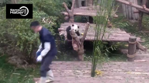 Bakıcısını rahat bırakmayan ponçik panda