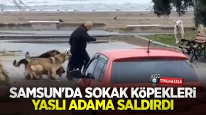 Samsun'da sokak köpekleri yaşlı adama saldırdı