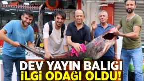 Samsun'da Dev Yayın Balığı Herkesin İlgi Odağı Oldu!