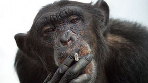 Sigara Çalan Maymun