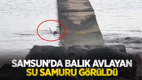 Samsun'da balık avlayan su samuru görüldü